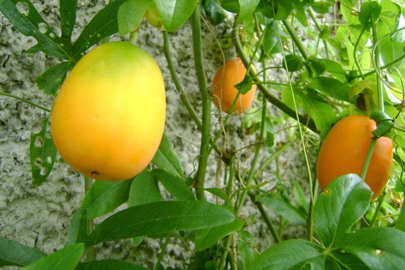 Most Profitable Crops to Grow in Kenya Nexin Startups